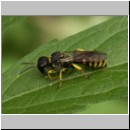 Ectemnius lituratus - Grabwespe m02.jpg